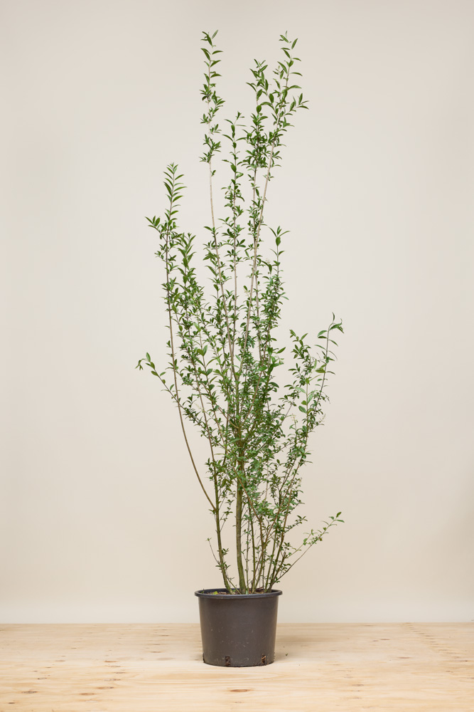 Wintergrüner Liguster 