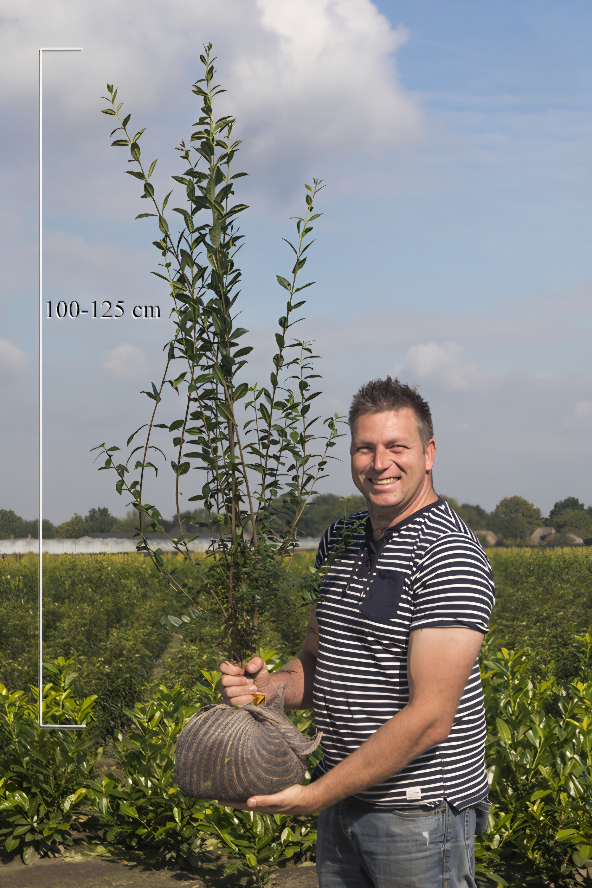 Wintergrüner Liguster Atrovirens Wurzelballen 100 125