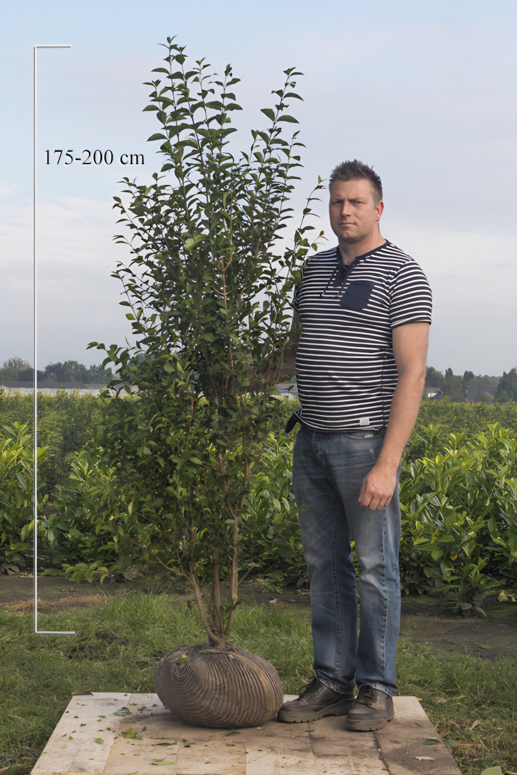 Wintergrüner Liguster 