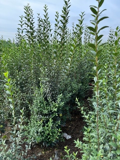 Wintergrüner Liguster 