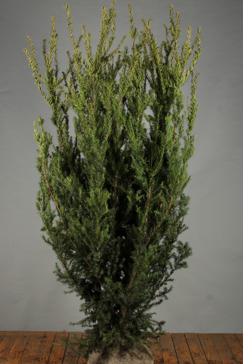 Becher-Eibe-Hillii-Wurzelballen-200-225