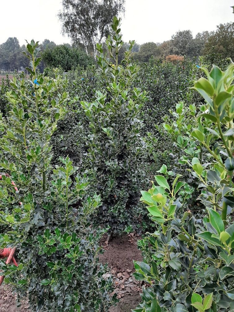 Europäische Stechpalme Wurzelballen 150-175 cm Wurzelballen