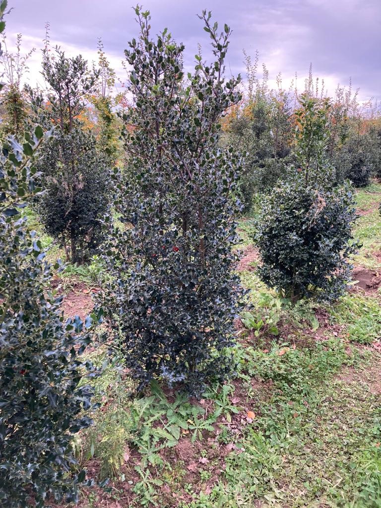 Europäische Stechpalme Wurzelballen 200-225 cm Wurzelballen