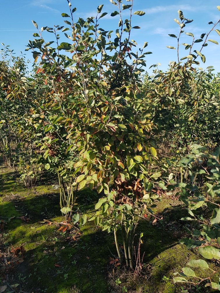 Felsenbirne Wurzelballen 200-225 cm Wurzelballen