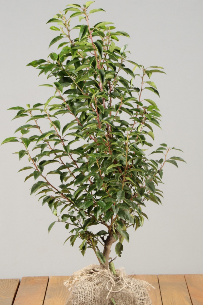 Portugiesischer Kirschlorbeer Wurzelballen 40-60 cm Wurzelballen