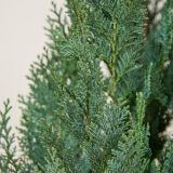 Blaue Scheinzypresse