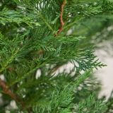 Grüne Leyland-Zypresse