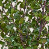 Stechpalme 'Heckenfee'-Hecke