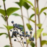 Ovalblättriger-Liguster-Hecke