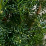 Europäische-Eiben-Hecke