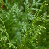 Lebensbaum-'Excelsa'-Hecke