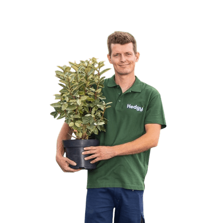 Mitarbeiter von Hedgy Heckenpflanzen hält einen Strauch in der Hand