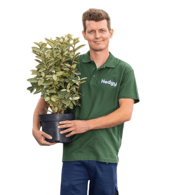 Mitarbeiter von Hedgy Heckenpflanzen hält einen Strauch in der Hand