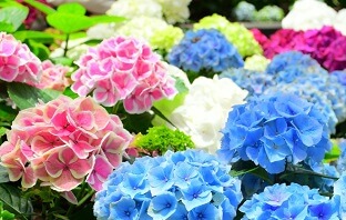 Heckenpflanzen mit Bluten